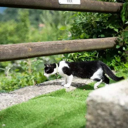 فندق Bocciolo 3*